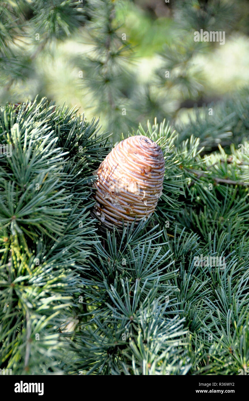 Macro closeup of green pine tree branches with long needles and pine ...
