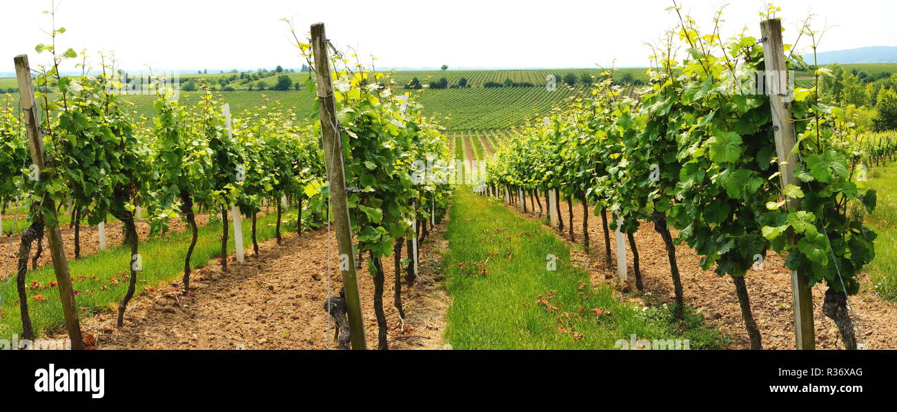 vineyard near herxheim panoramarn Stock Photo