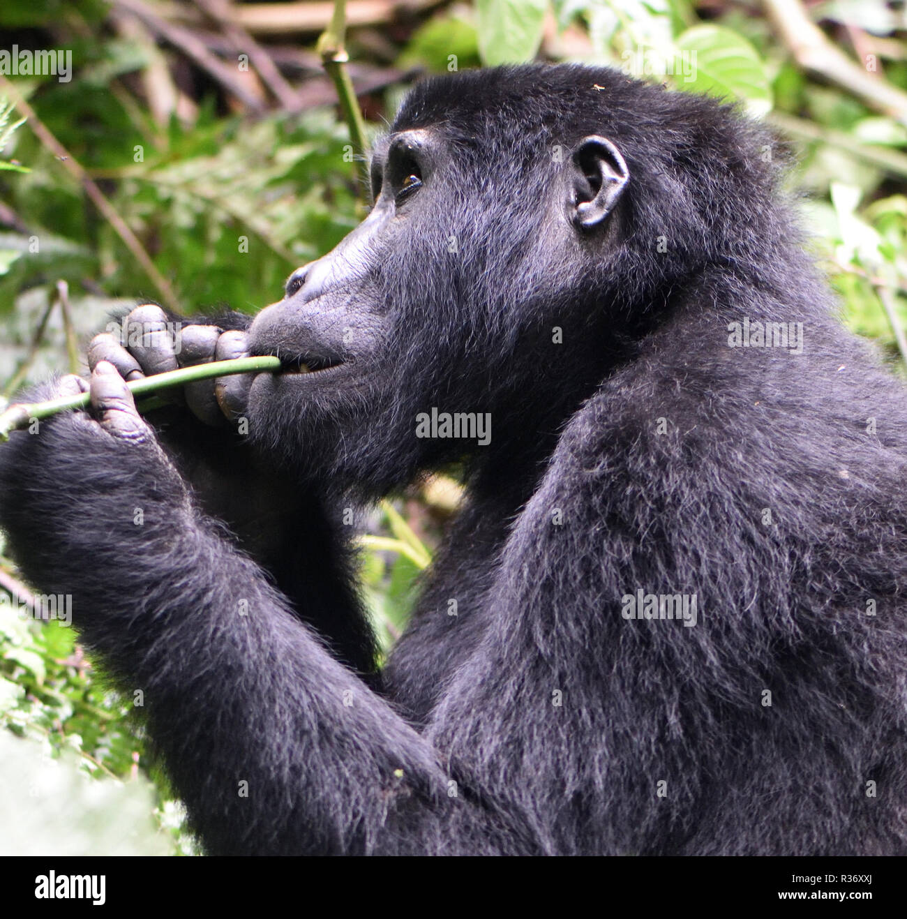 A   mountain gorilla (Gorilla beringei beringei) enjoys a dainty snack. About 1,000 mountain remain in Uganda, Rwanda and The Democtatic republic of C Stock Photo