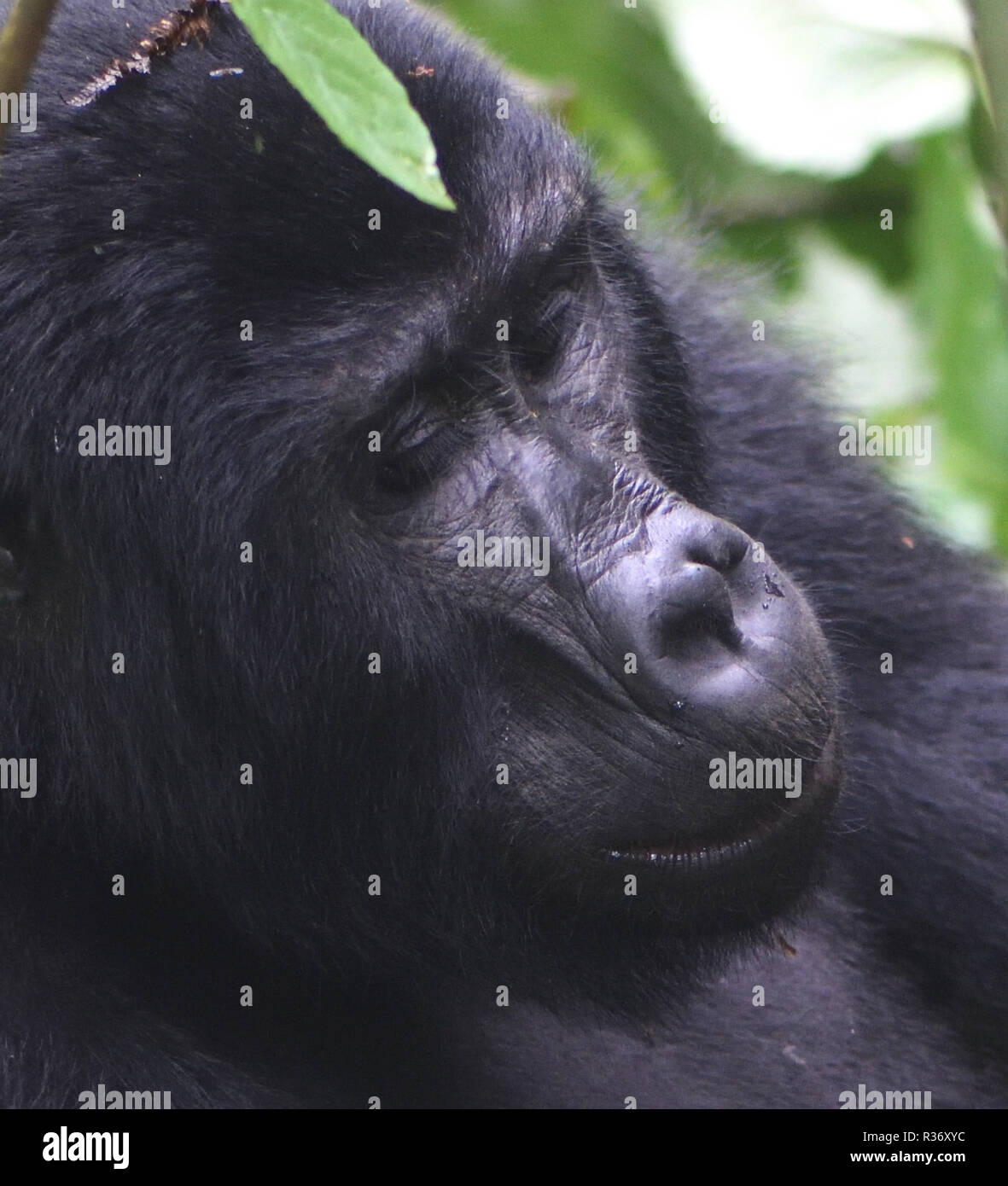 A   mountain gorilla (Gorilla beringei beringei) relaxes after a morning feeding on forest vegetation. About 1,000 mountain remain in U Stock Photo