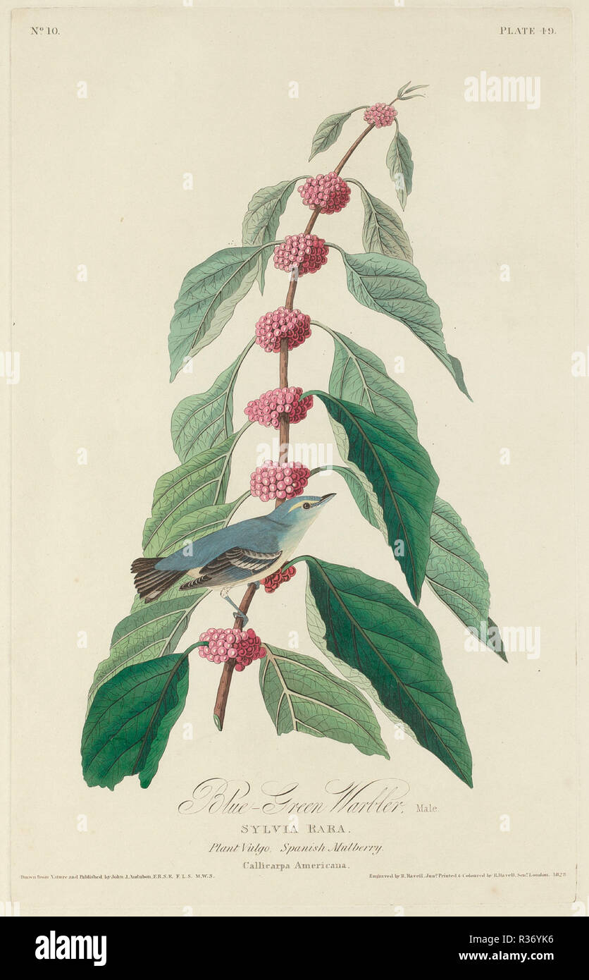 Blue-green Warbler. Dated: 1828. Medium: hand-colored etching and aquatint on Whatman paper. Museum: National Gallery of Art, Washington DC. Author: Robert Havell after John James Audubon. Stock Photo