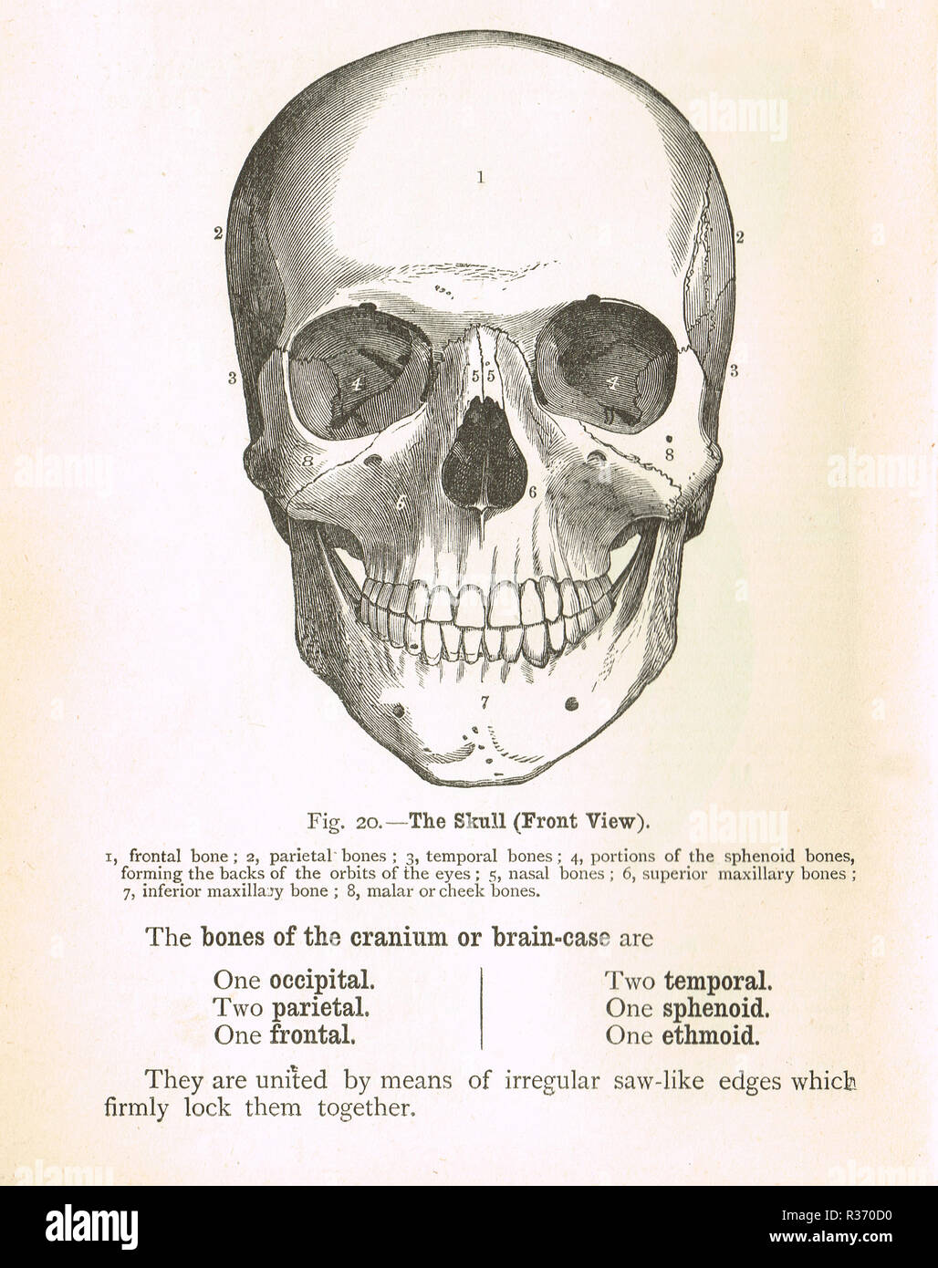 Frontal View of Human Skull, 1917 (lithograph) For sale as Framed