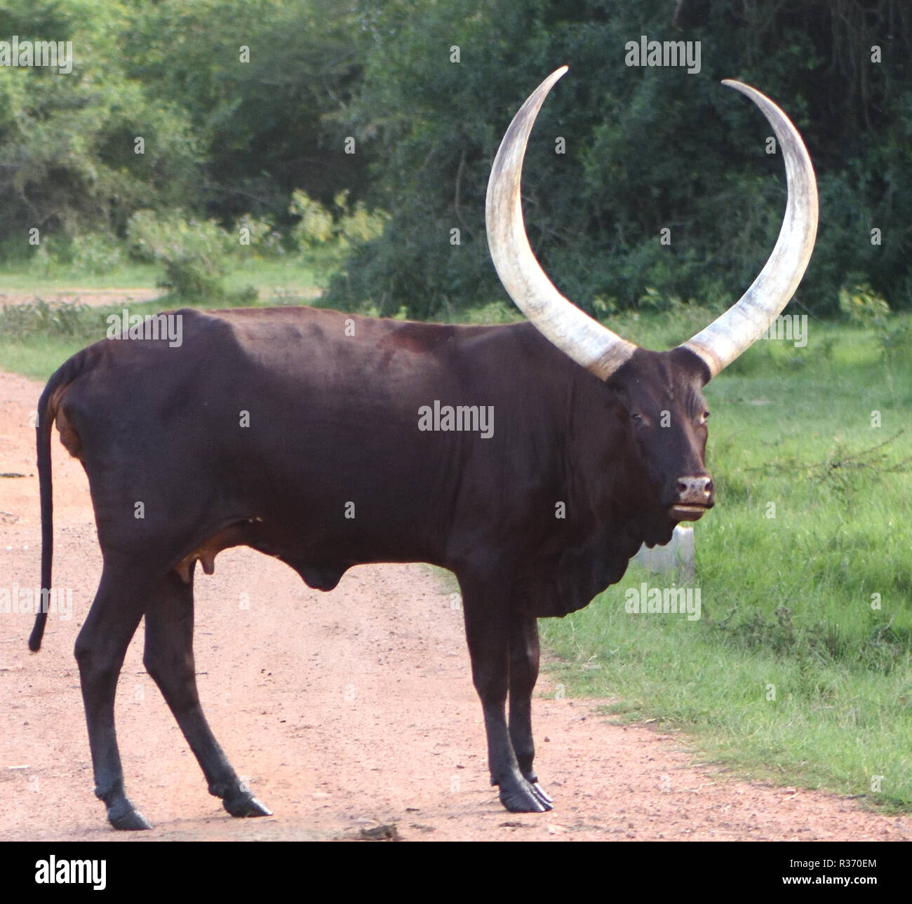 Enormous horned Sanga cattle are kept for meat and milk and selectively bred for different horn shapes by different tribes. The cattle are remarkable Stock Photo