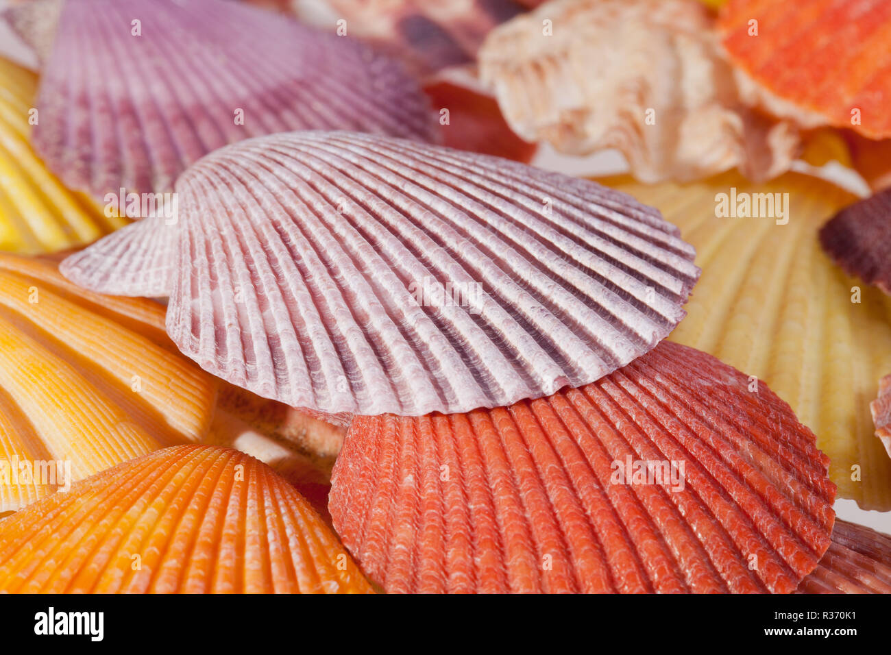 Diversity of shell shapes hi-res stock photography and images - Alamy