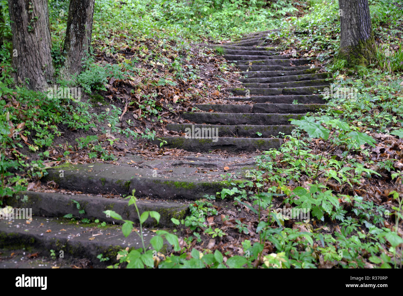 stairs in the forest Stock Photo
