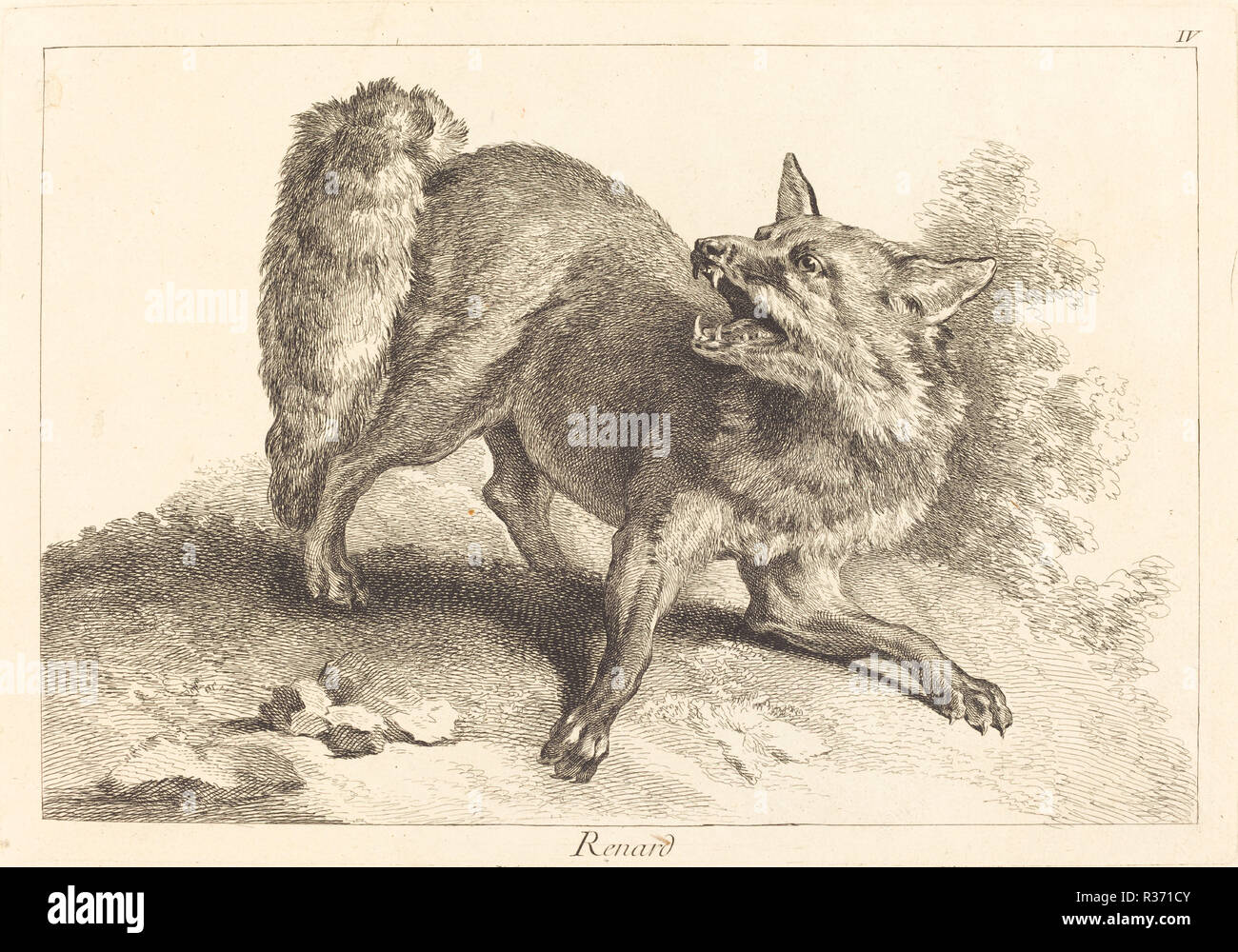Renard (Fox). Medium: etching finished with burin. Museum: National Gallery of Art, Washington DC. Author: Jacques-Philippe Le Bas and Jean Eric Rehn after Jean-Baptiste Oudry. Stock Photo