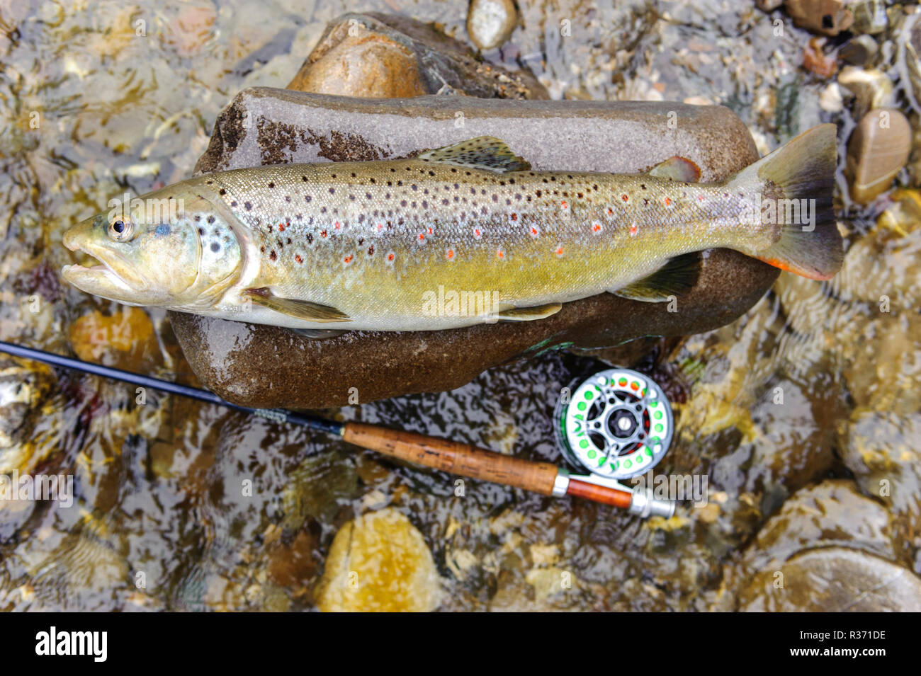 Brown trout fish hires stock photography and images Alamy