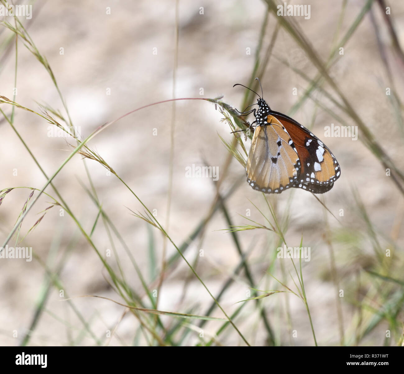 A very variable female common diadem butterfly (Hypolimnas misippus)  looks like another poisonous species of butterfly.. Queen Elizabeth National Par Stock Photo