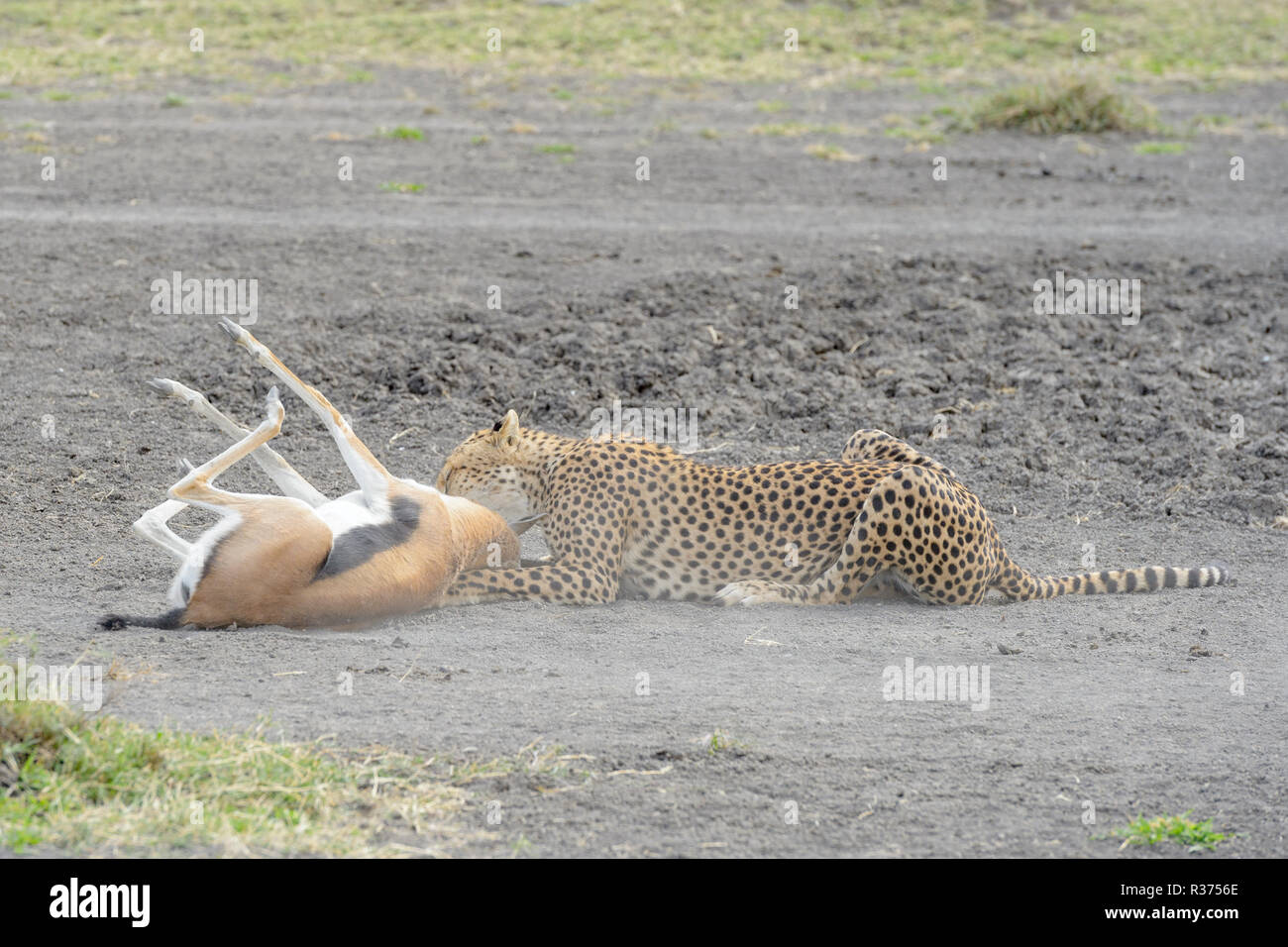 Cheetah (Acinonyx jubatus) killing a just cought Thomson's Gazelle (Gazella thomsoni), Ngorongoro conservation area, Tanzania. Stock Photo