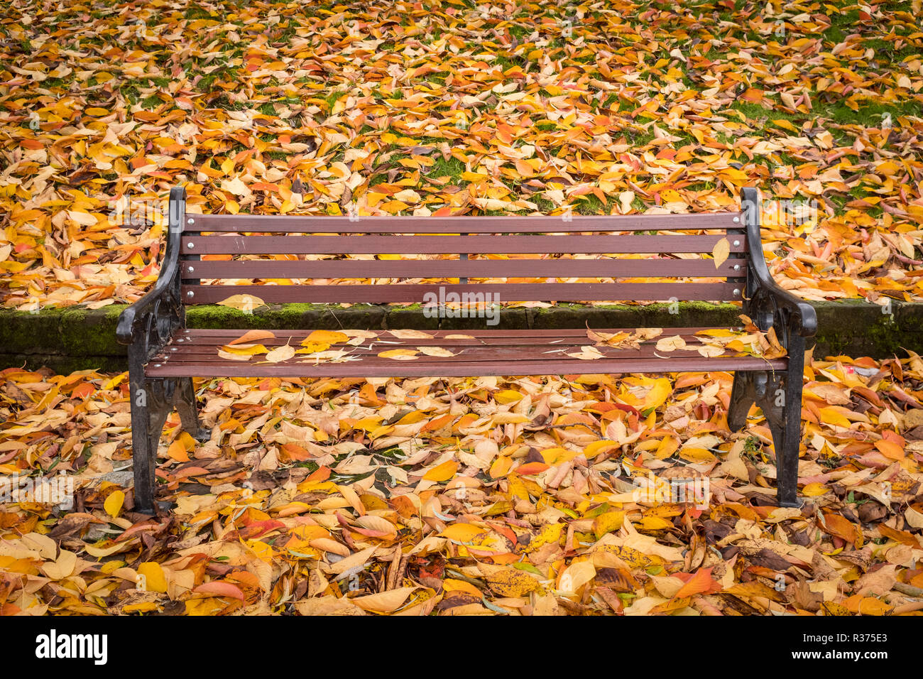 Park bench autumn leaves hi-res stock photography and images - Alamy