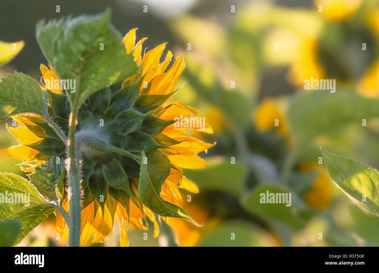 Sunflowers in the warm sunlight in the early morning Stock Photo