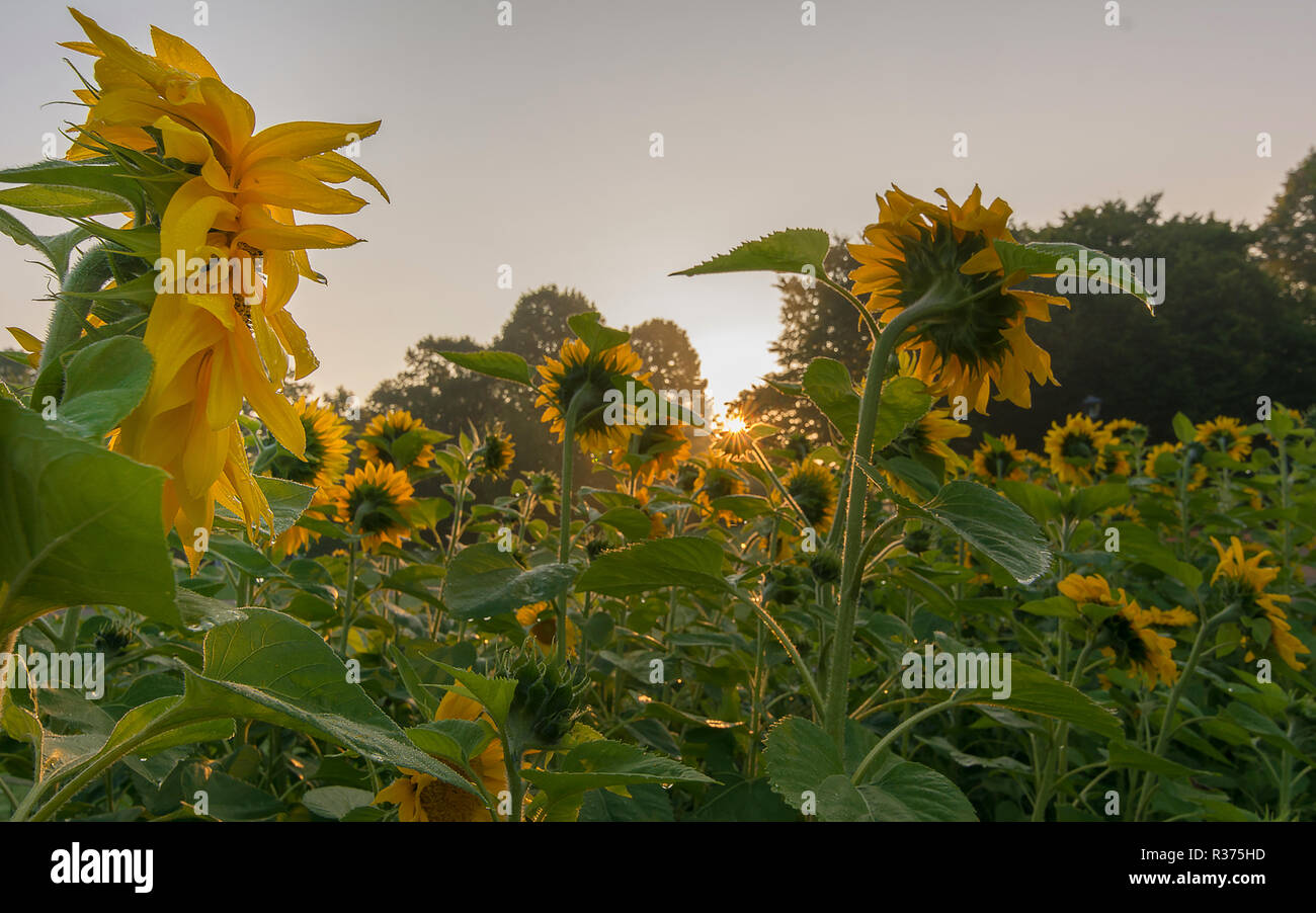Sunflowers in the warm sunlight in the early morning Stock Photo