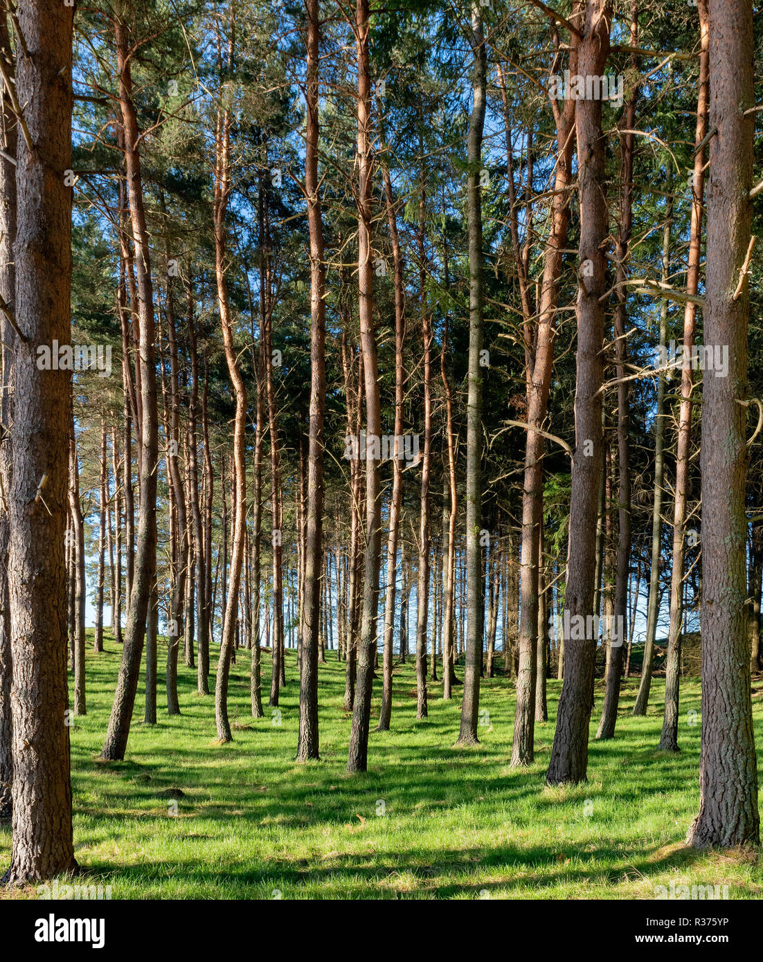 A wooded hillside at Boat of Garten, Scotland Stock Photo - Alamy