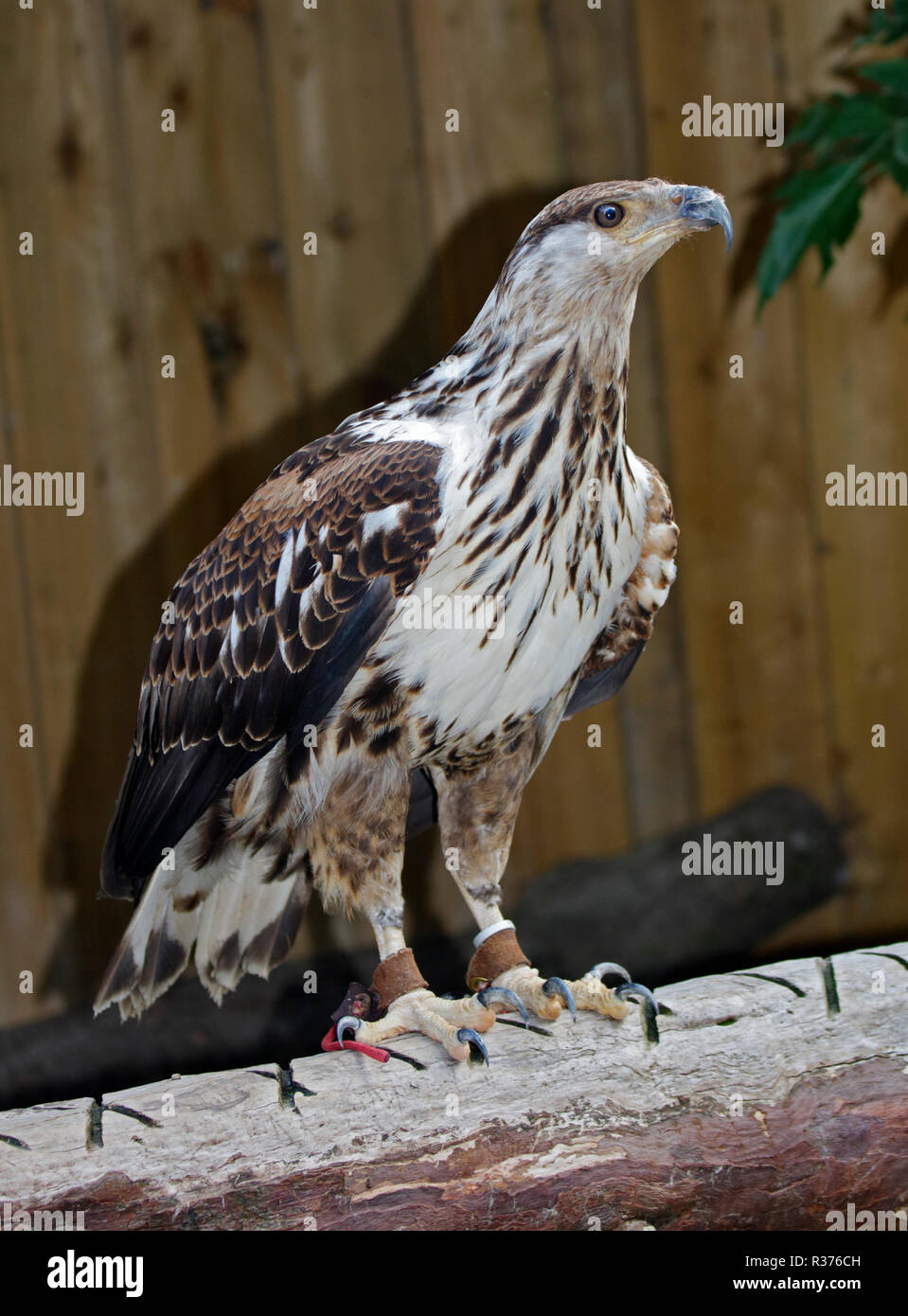 African Fish Eagle (haliaeetus vocifer) Stock Photo