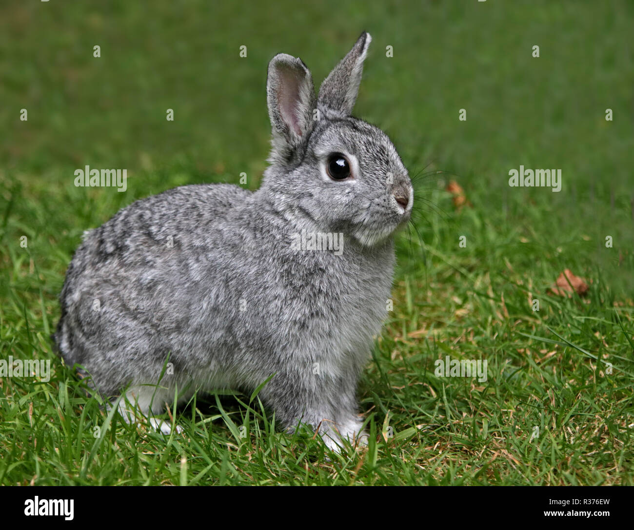 Netherland Dwarf Rabbit Doe Kit Chinchilla Colour - 13 Weeks Stock Photo