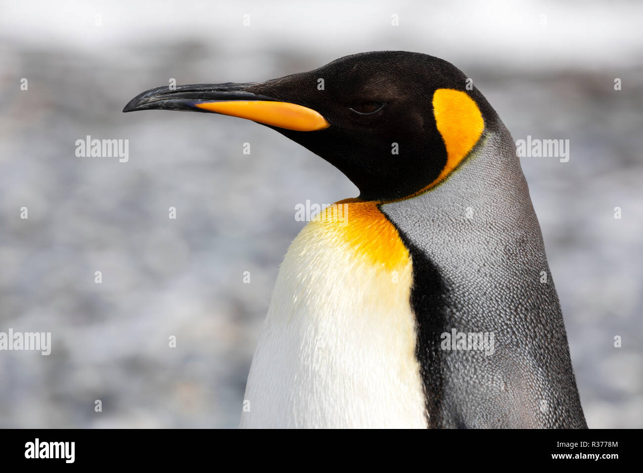 Close-up of a King Penguin in Salisbury Plain on South Georgia in the Antarctic Stock Photo