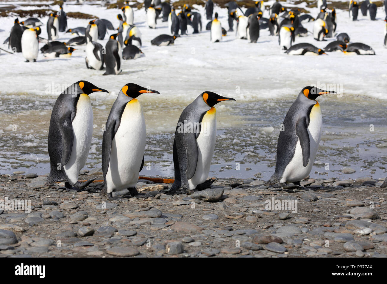 Four king penguins walk in a row on Salisbury Plain on South Georgia in the Antarctic Stock Photo