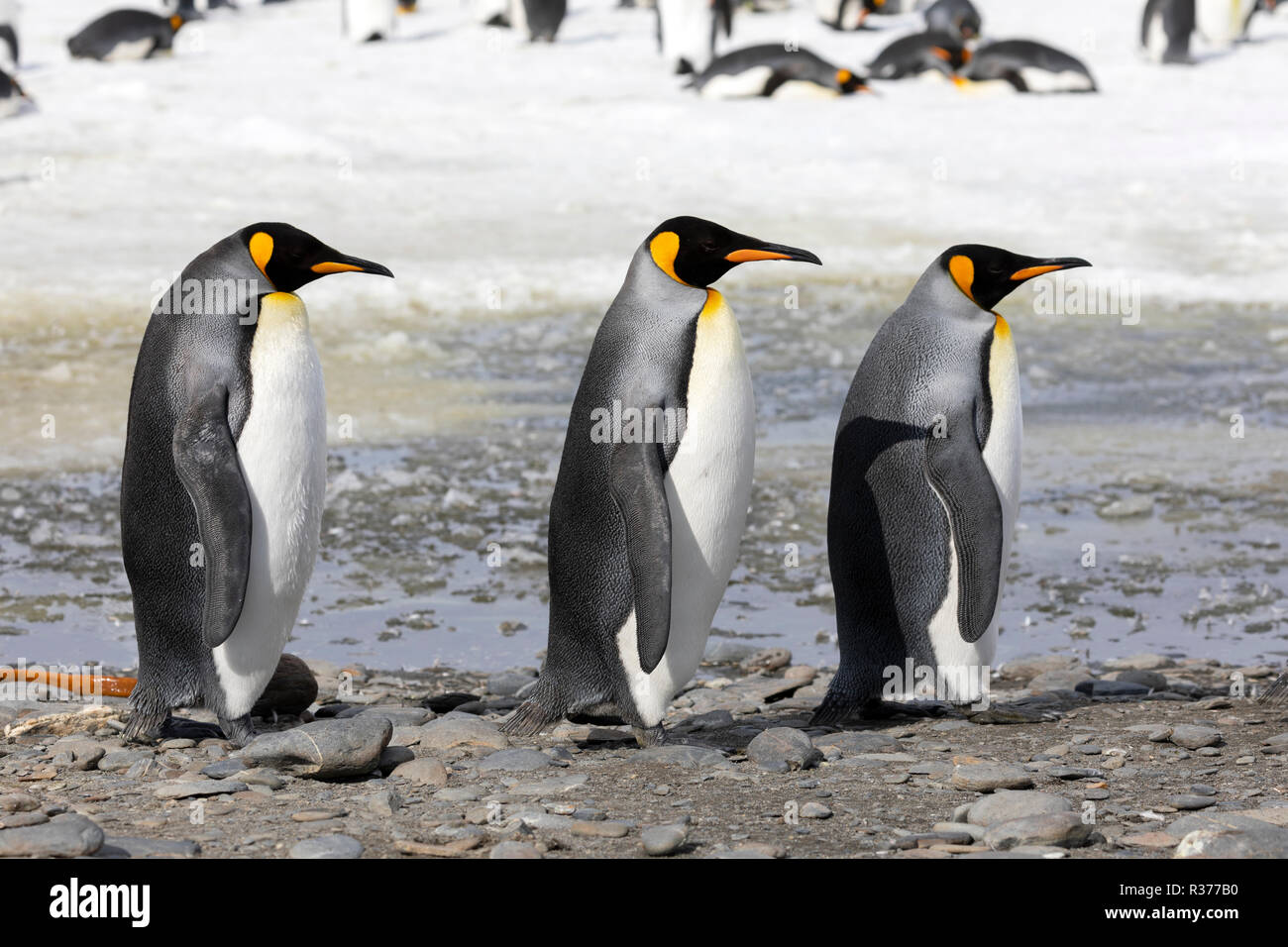 Three king penguins walk in a row on Salisbury Plain on South Georgia in the Antarctic Stock Photo