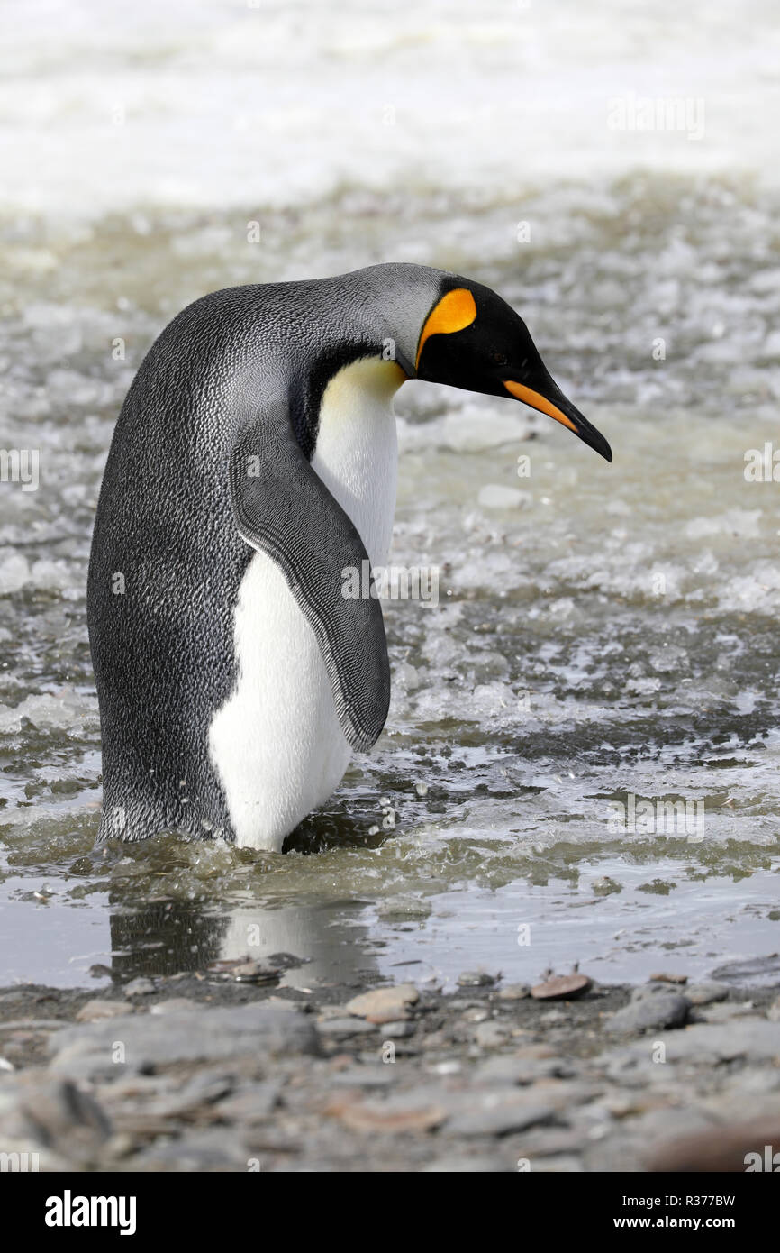 A king penguin stands in slush on Salisbury Plain on South Georgia in the Antarctic Stock Photo