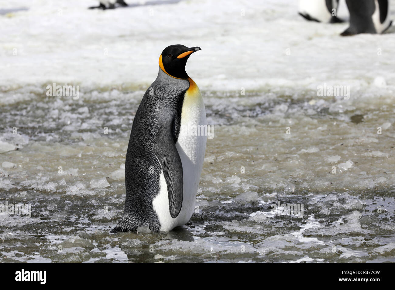 A king penguin stands in slush on Salisbury Plain on South Georgia in the Antarctic Stock Photo