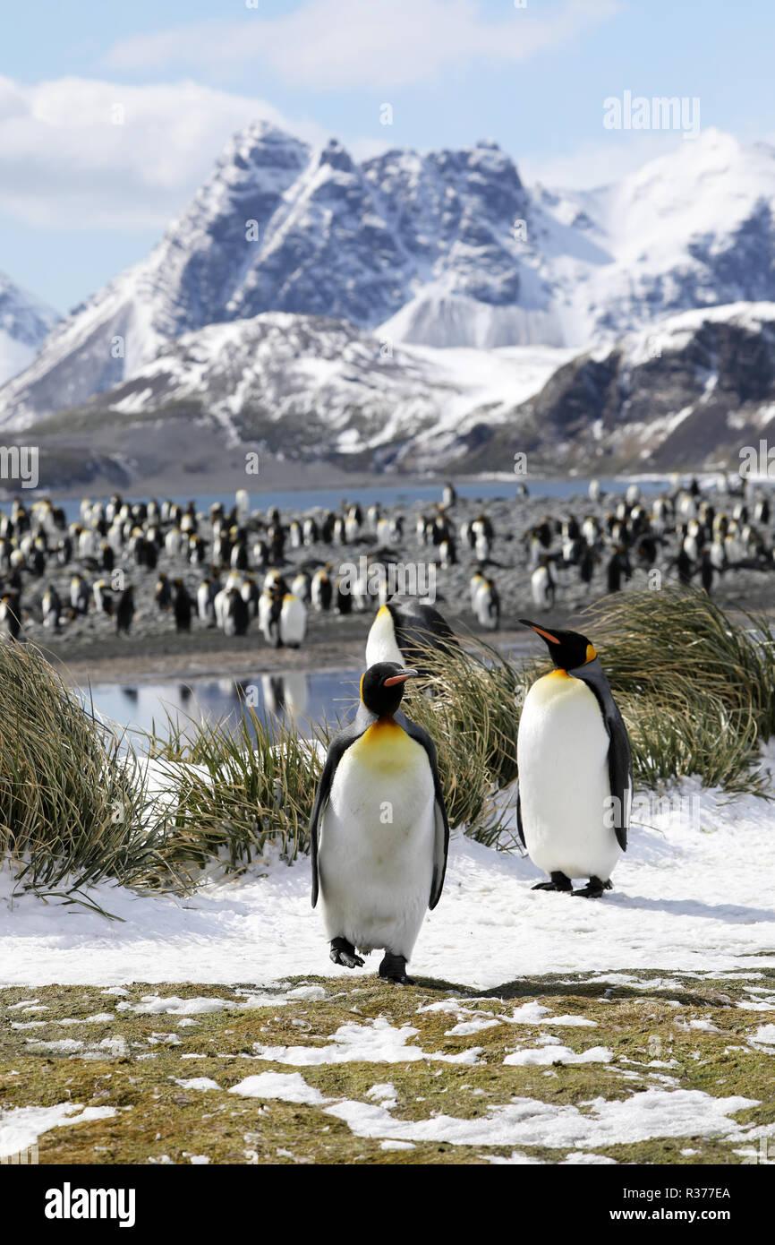 A colony of king penguins on Salisbury Plain on South Georgia in the Antarctic Stock Photo