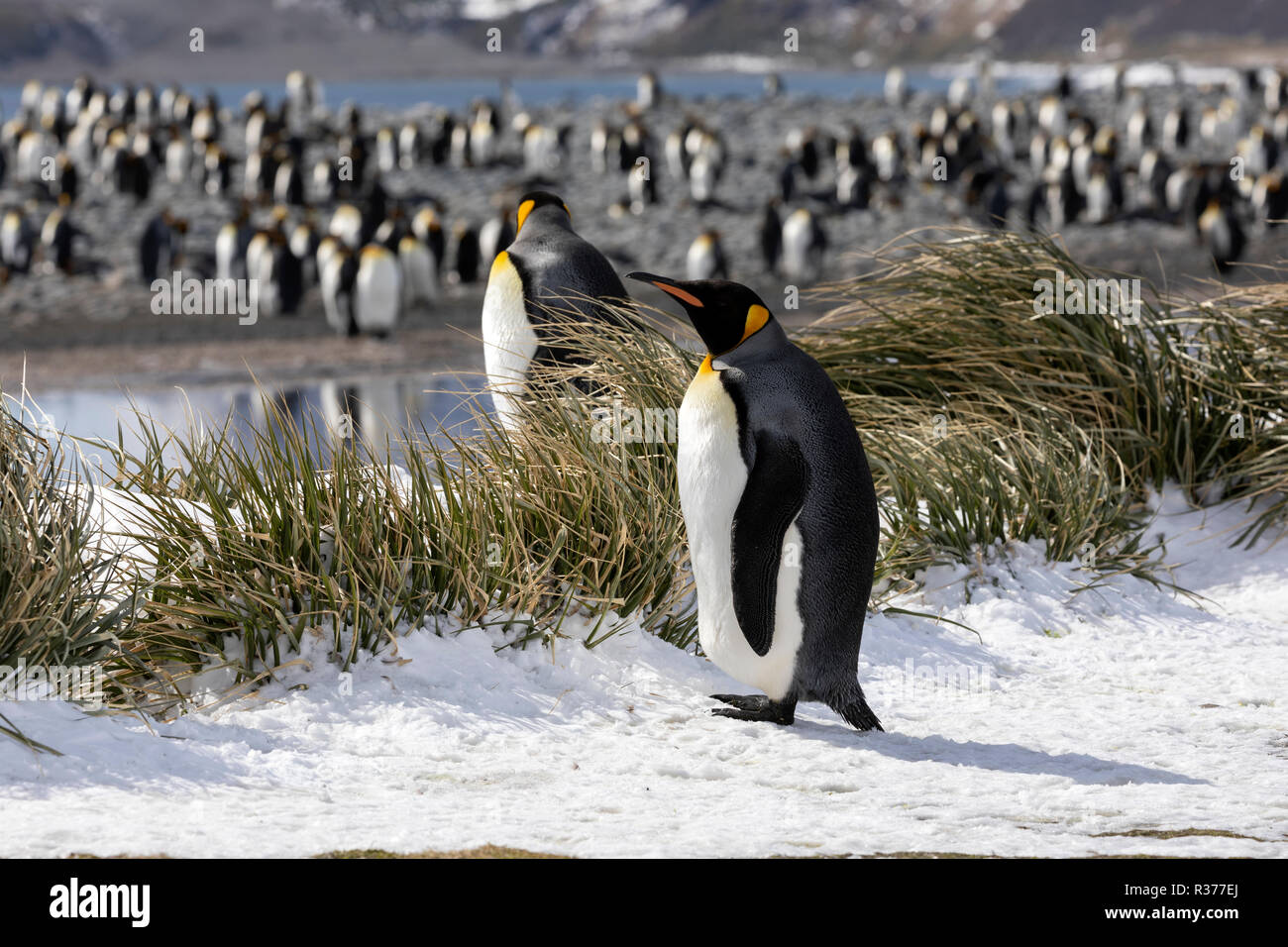 A colony of king penguins on Salisbury Plain on South Georgia in the Antarctic Stock Photo
