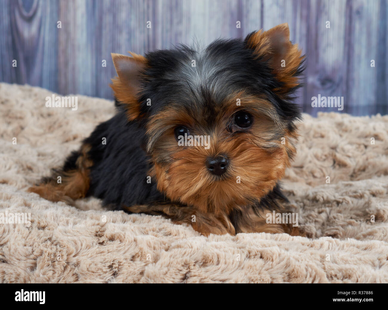 Puppy of the Yorkshire Terrier on beige pet bed Stock Photo Alamy