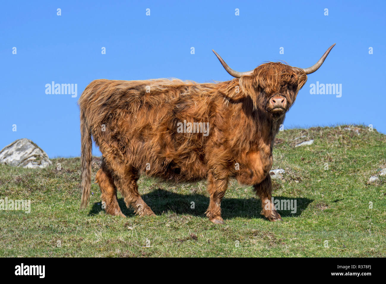 Highland cow (Bos taurus) portrait in the Scottish Highlands, Scotland, UK Stock Photo