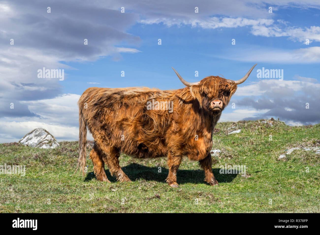 Highland cow (Bos taurus) portrait in the Scottish Highlands, Scotland, UK Stock Photo