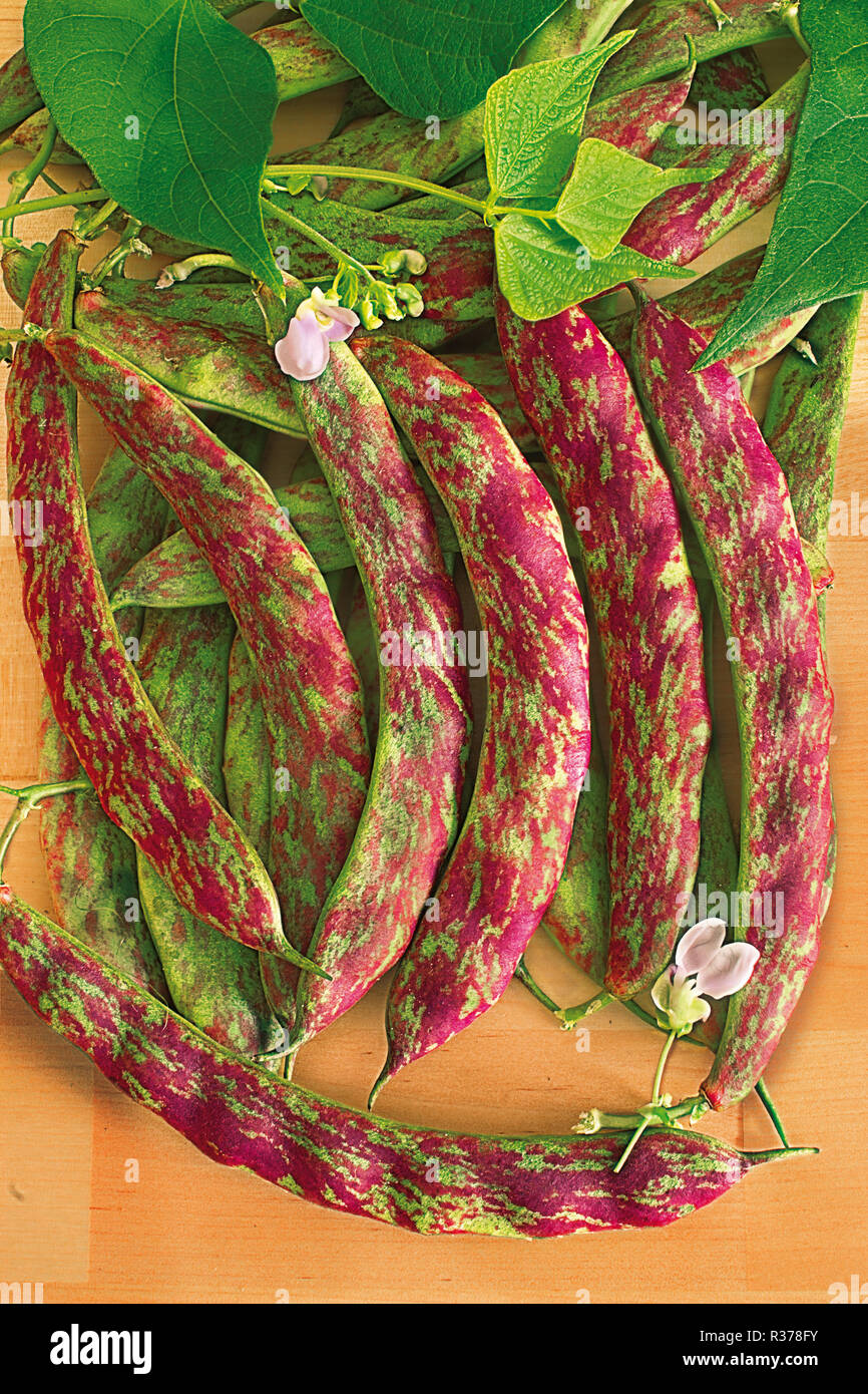 Phaseolus vulgaris Bush bean Flambo Stock Photo