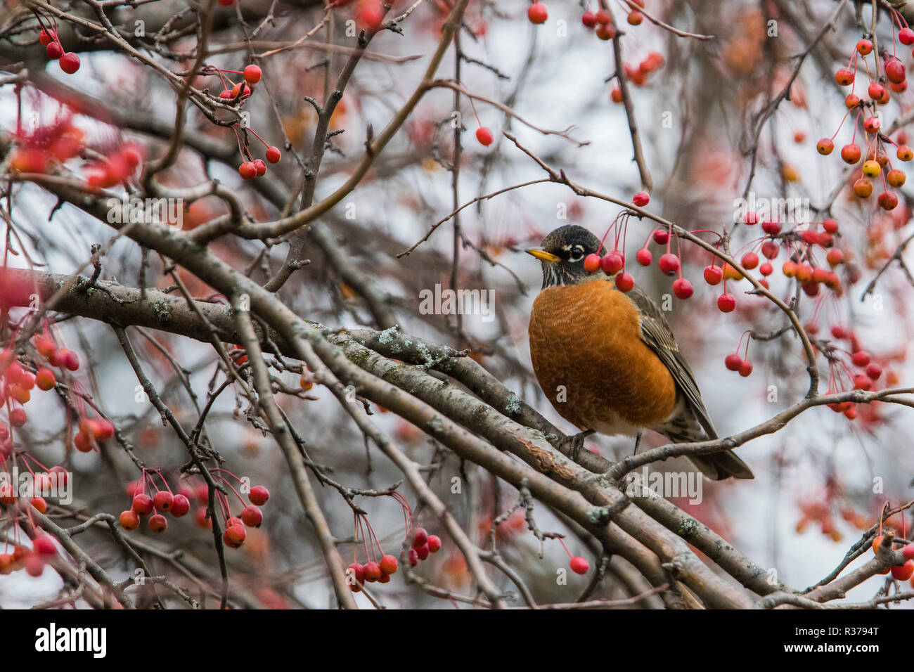 robin in autumn Stock Photo - Alamy