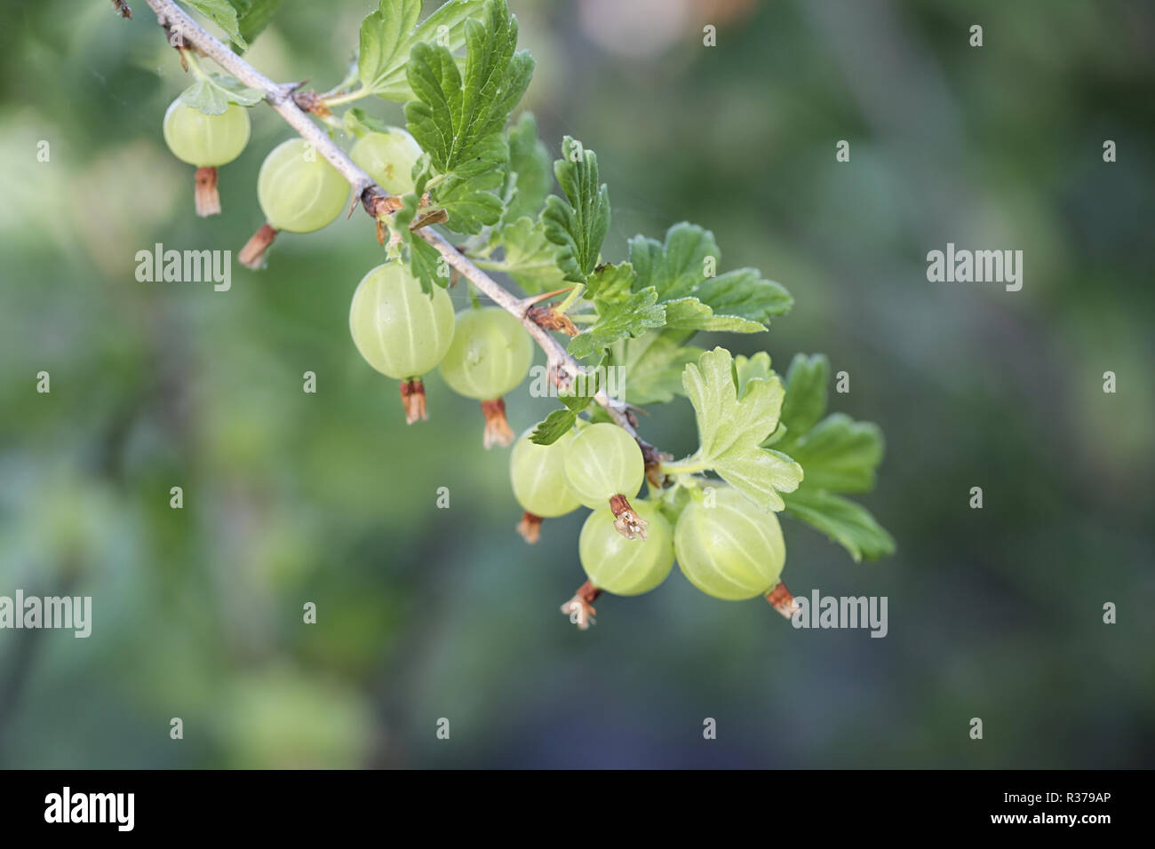 Gooseberry, Ribes uva-crispa Stock Photo