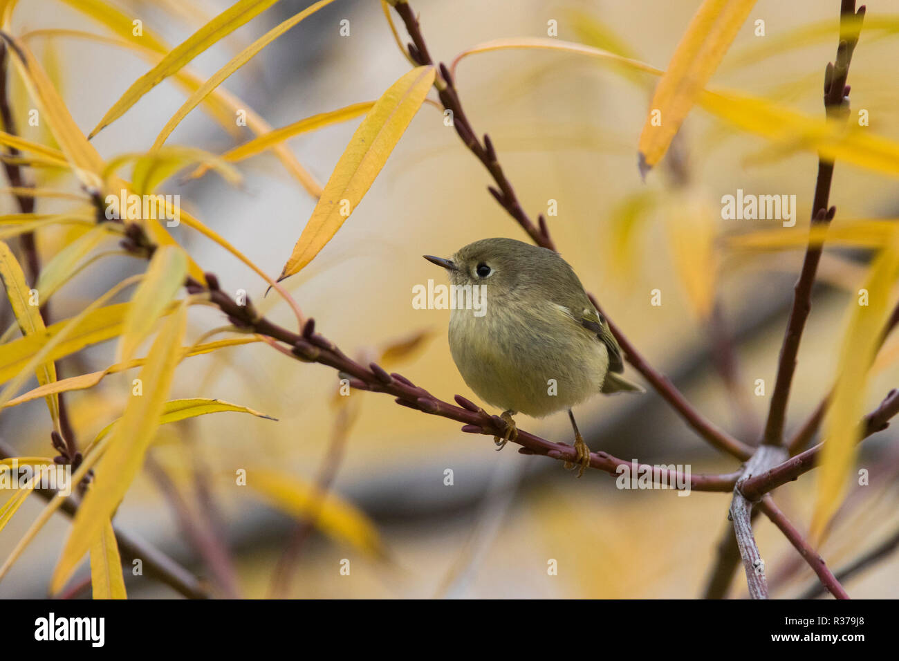 Female kinglet hi-res stock photography and images - Alamy