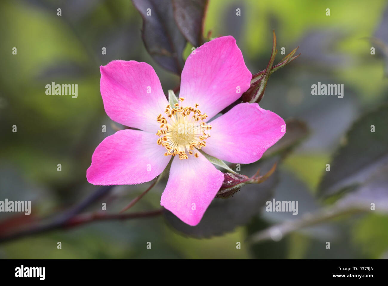 Wild rose, Rosa glauca, called  the red-leaved rose or redleaf rose Stock Photo