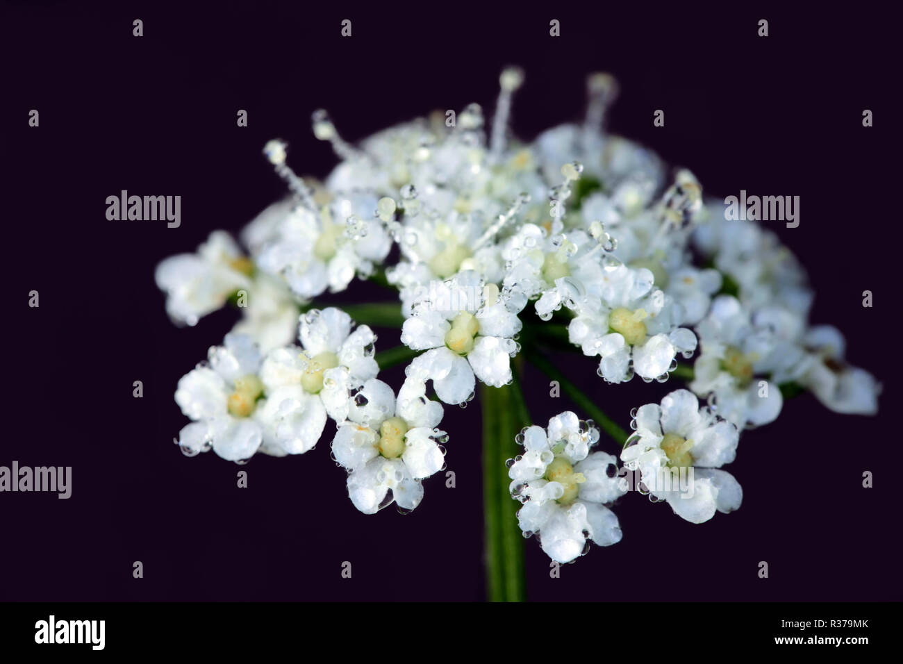 Yarrow, Achillea millefolium, traditional medicinal plant Stock Photo