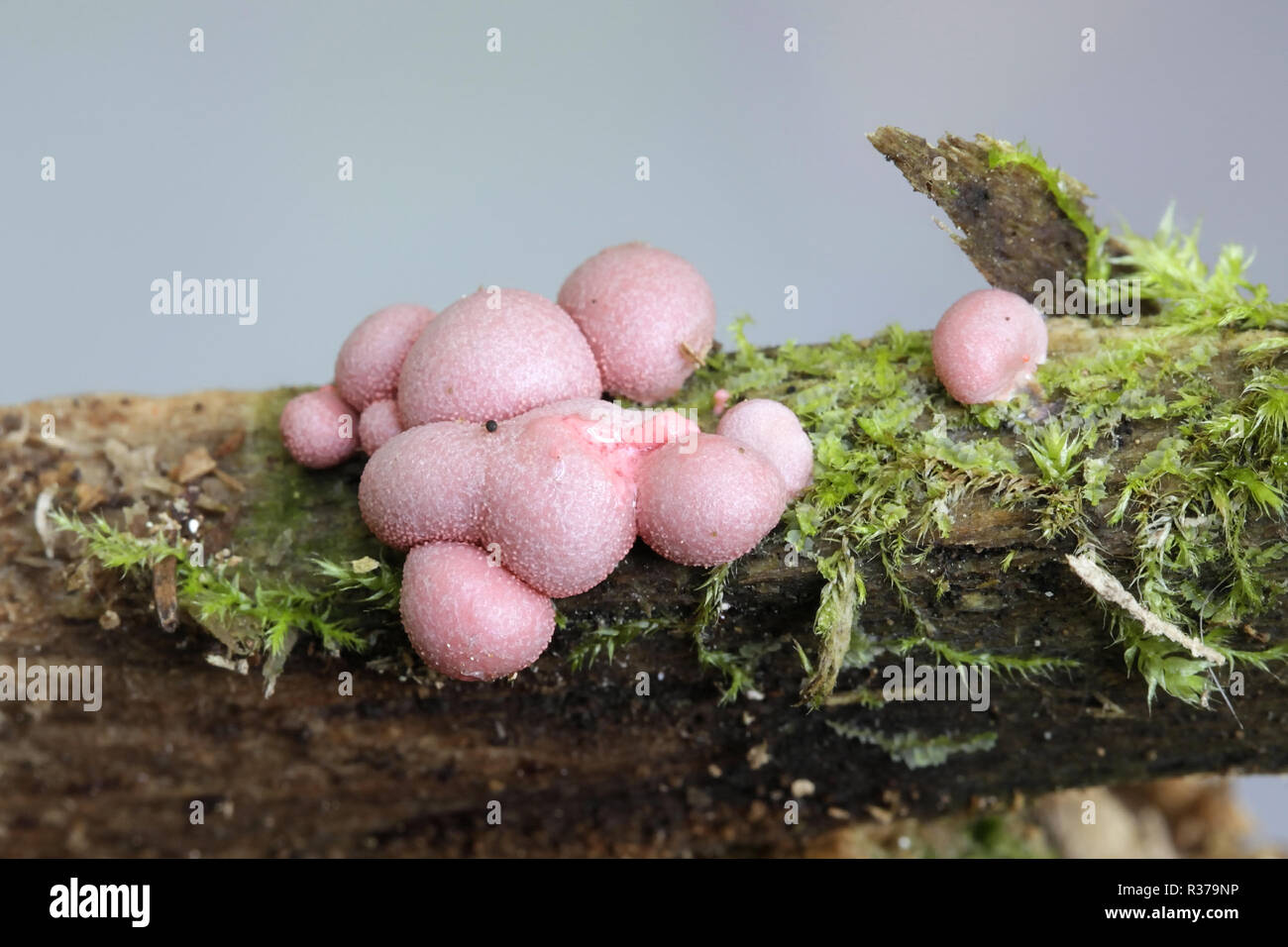 Wolf's milk or  groening's slime, Lycogala epidendrum Stock Photo