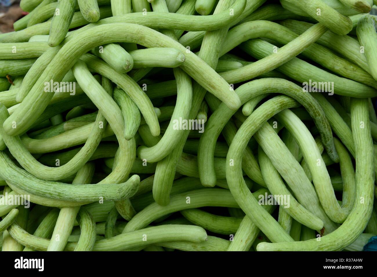 Indian Armenian Cucumbers, fresh harvested locally grown raw green Cucumbers or Cucumis melo var. flexuosus in a farmers produce market in India Stock Photo
