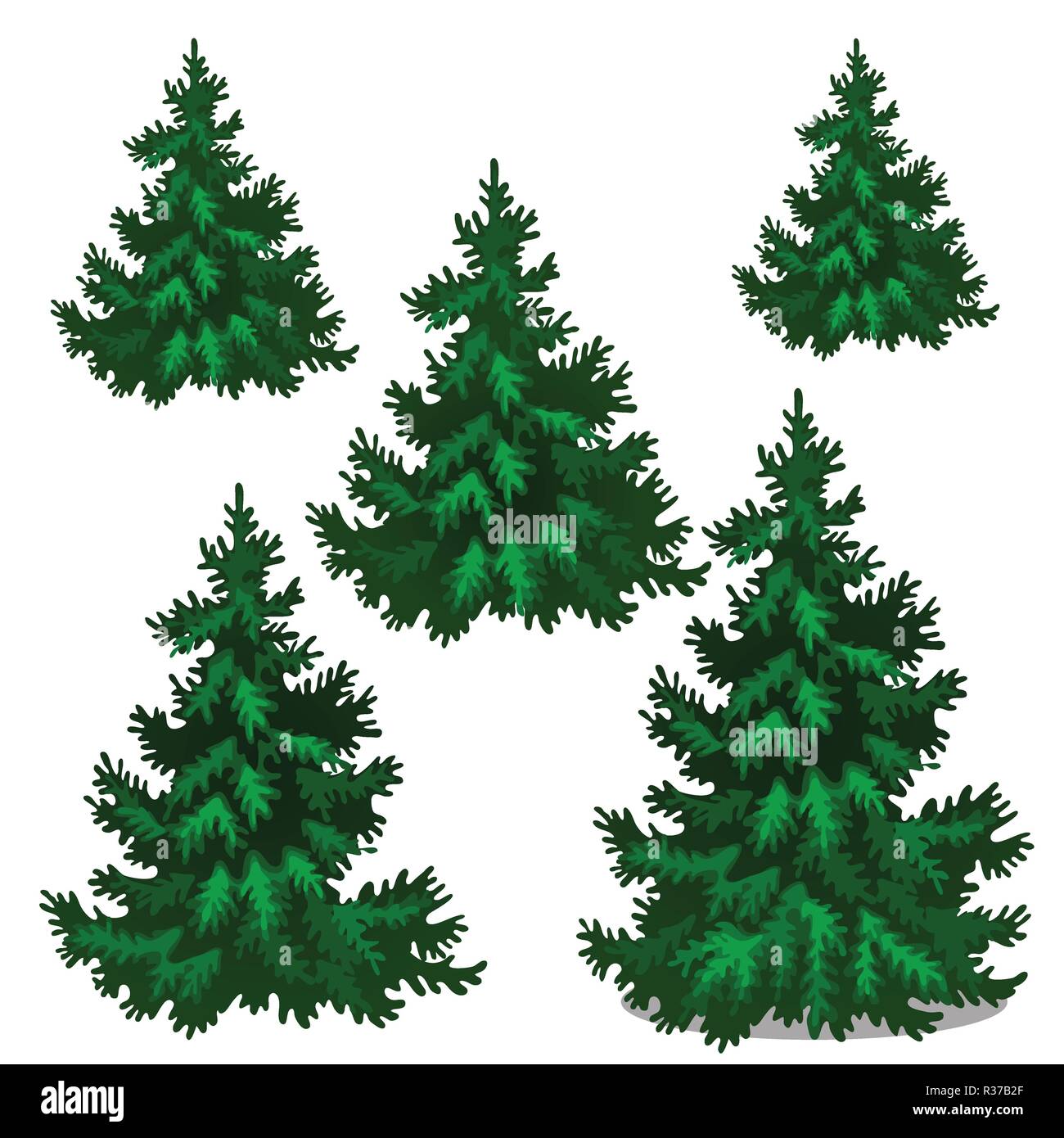 The set of stages of growing spruce or Christmas tree isolated on a white background. Vector cartoon close-up illustration. Stock Vector