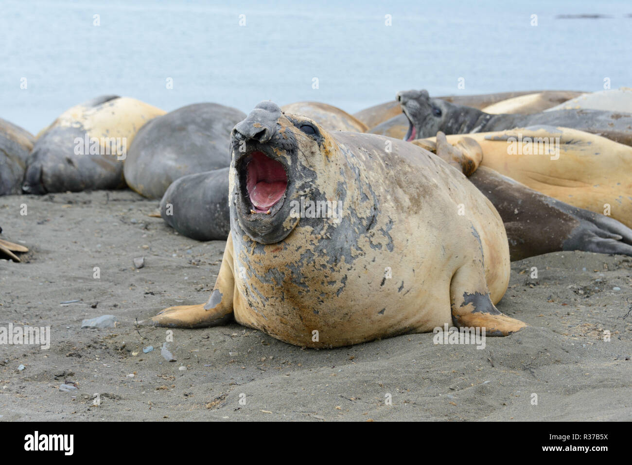Elephant seal aggressive Stock Photo Alamy
