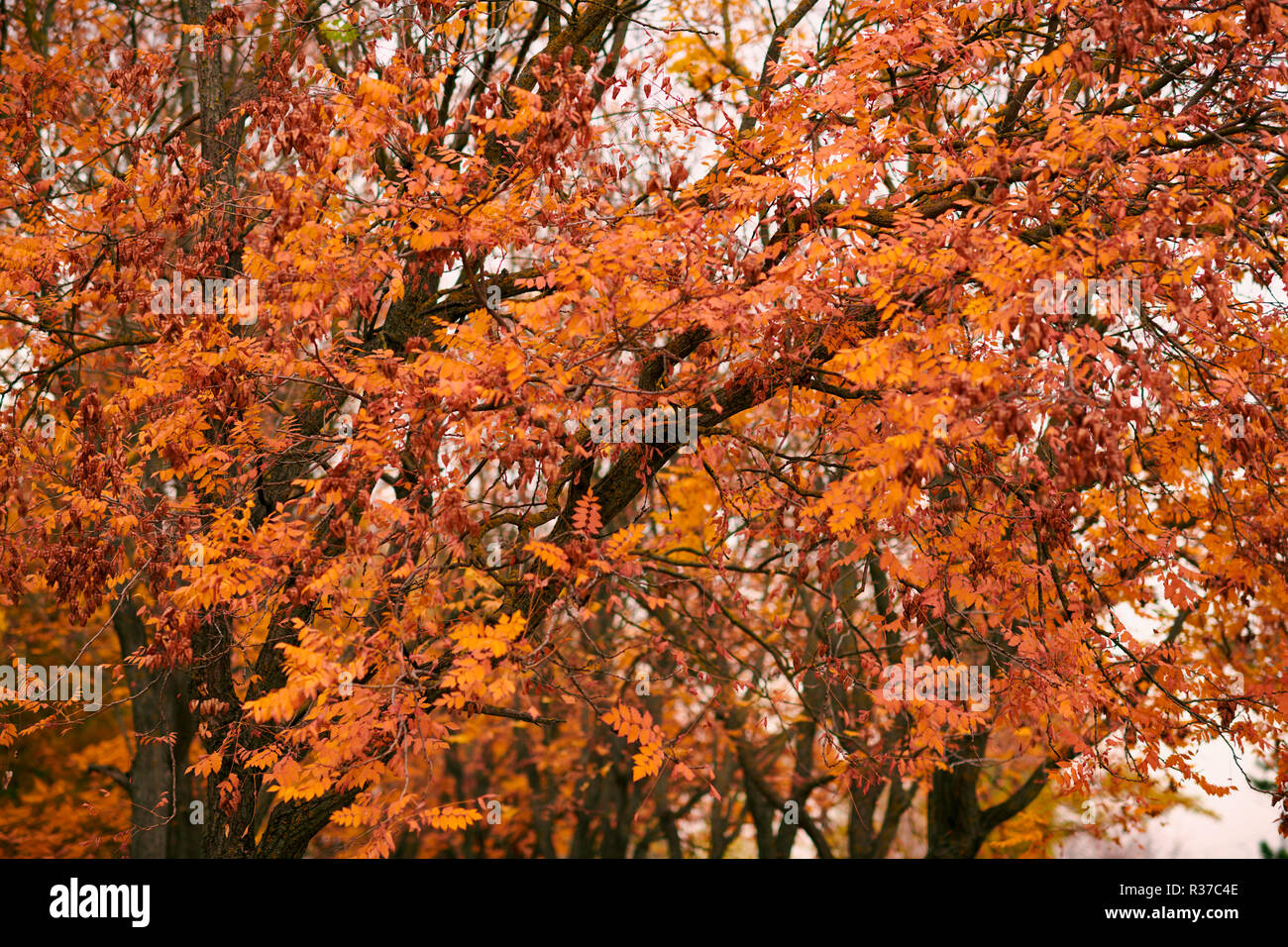 beautiful rowan trees in the autumn season Stock Photo - Alamy