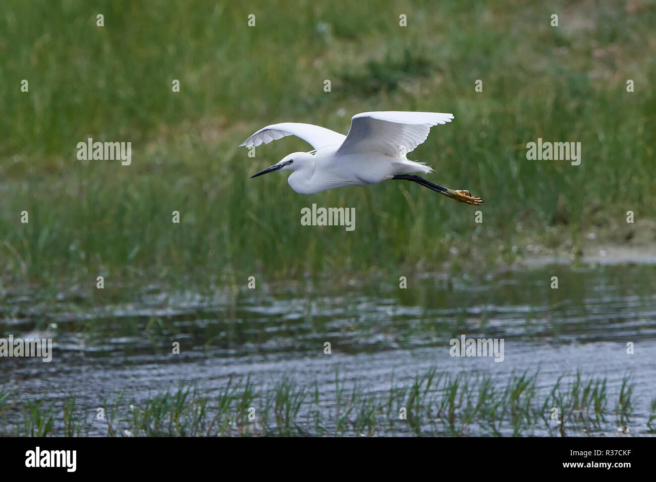 Little Egret In Flight In Its Natural Habitat Stock Photo Alamy little-egret-in-flight-in-its-natural-habitat-stock-photo-alamy