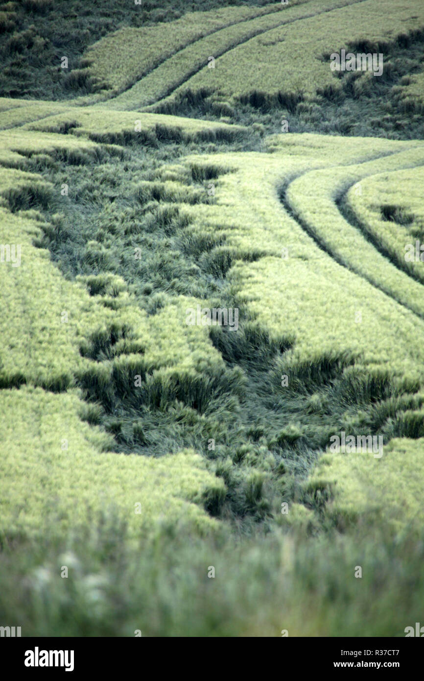 green cornfield with rain damage Stock Photo