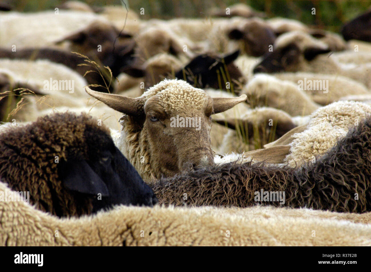 sheep,livestock,farm animal,animal husbandry,animal husbandry,animal