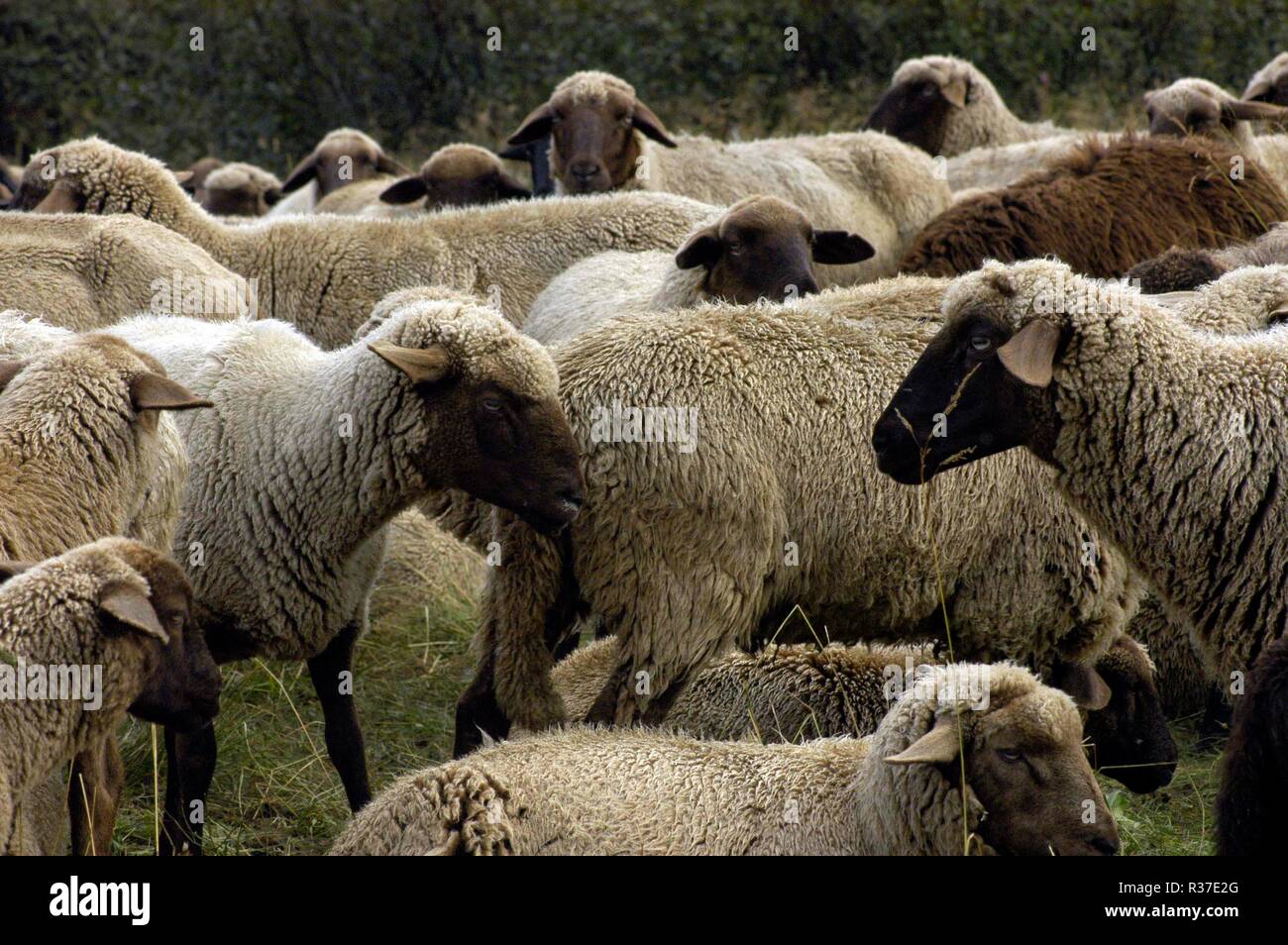 sheep,sheep,farm animals,farm animal,animal husbandry,animal husbandry,animal husbandry,agriculture,animals,animal Stock Photo - Alamy sheep,sheep,farm animals,farm animal,animal husbandry,animal husbandry,animal husbandry,agriculture,animals,animal Stock Photo - Alamy