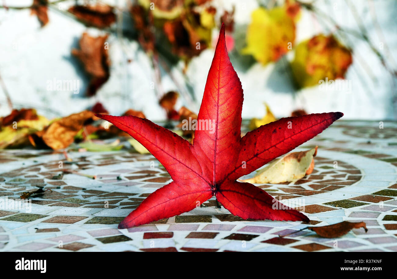 autumn leaf of wild grape invites to dinner Stock Photo