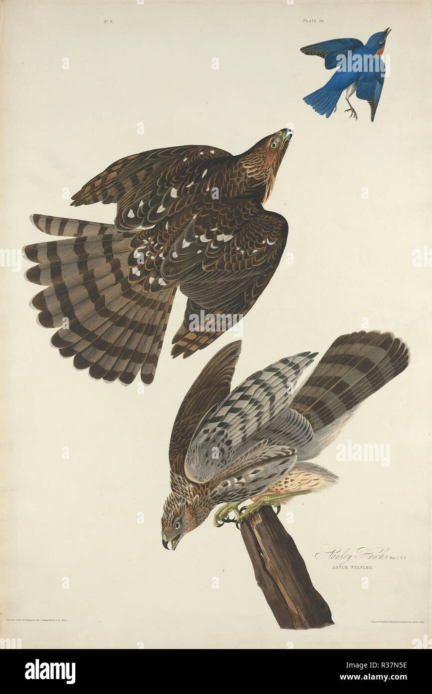 Stanley Hawk. Dated: 1828. Medium: hand-colored etching and aquatint on Whatman paper. Museum: National Gallery of Art, Washington DC. Author: Robert Havell after John James Audubon. Stock Photo