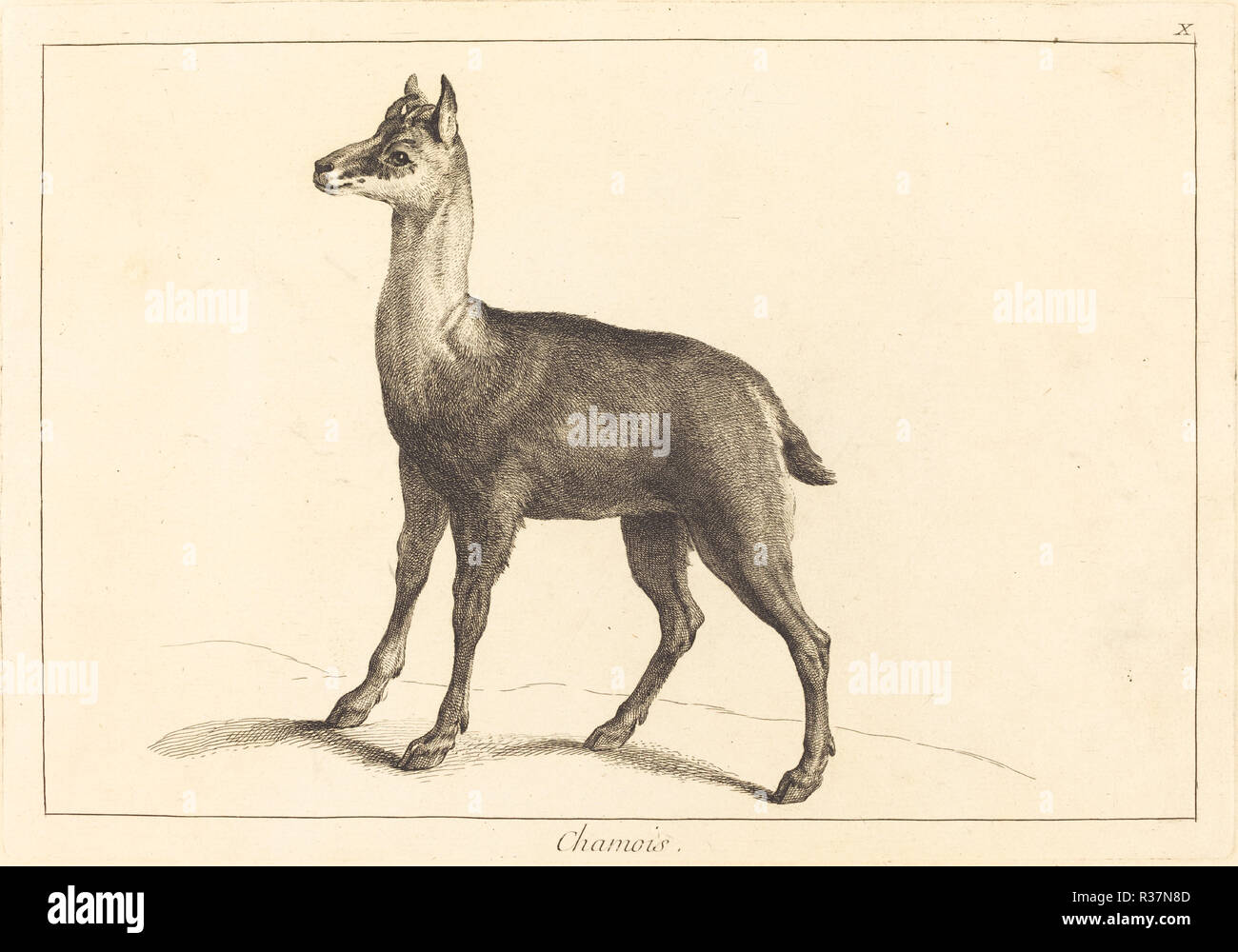 Chamois (Chamois). Medium: etching finished with burin. Museum: National Gallery of Art, Washington DC. Author: Jacques-Philippe Le Bas and Jean Eric Rehn after Jean-Baptiste Oudry. Stock Photo