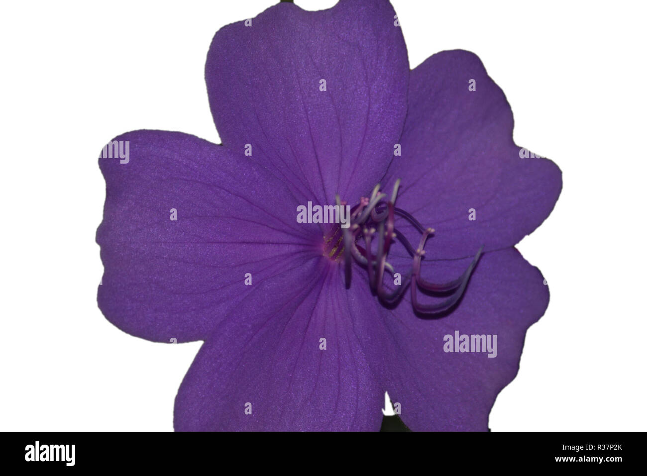 Purple flower on a white background Stock Photo