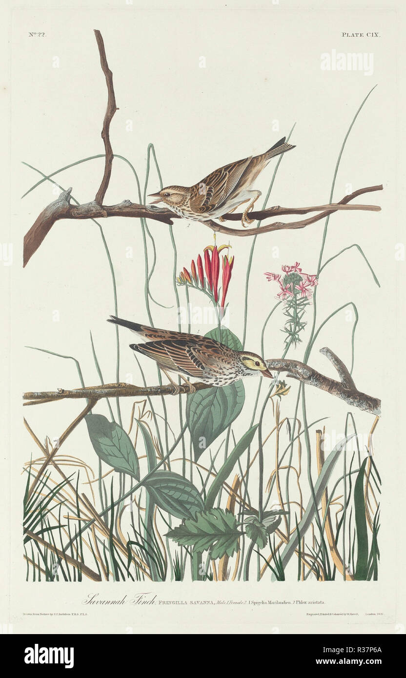 Savannah Finch. Dated: 1831. Medium: hand-colored etching and aquatint on Whatman paper. Museum: National Gallery of Art, Washington DC. Author: Robert Havell after John James Audubon. Stock Photo