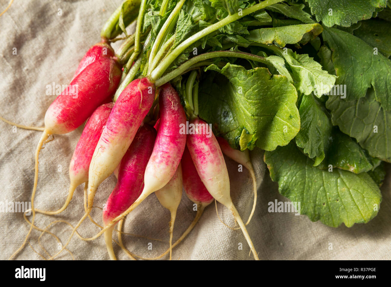 Raw Organic Long Breakfast Radishes in a Bunch Stock Photo Alamy